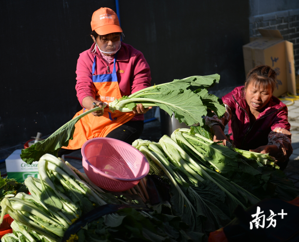 12月29日上午,2017广州增城菜心美食节在广州市增城区小楼镇何仙姑