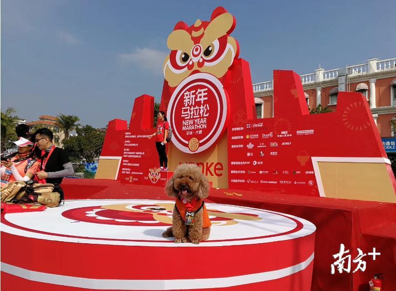 跟主人完赛的狗狗(名叫布丁)。 跟主人完赛的狗狗(名叫布丁)。