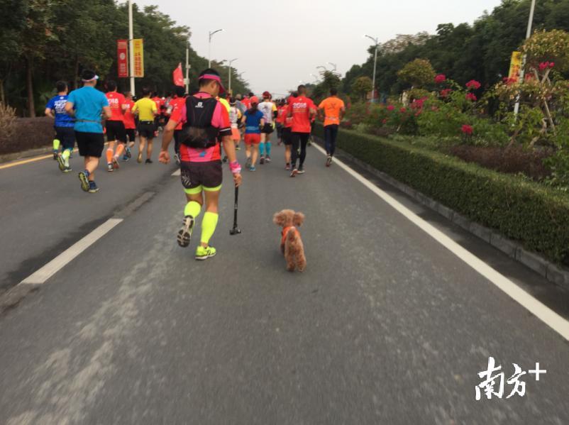 名叫布丁的狗狗个儿很小,但比很多人跑得快。 名叫布丁的狗狗个儿很小,但比很多人跑得快。