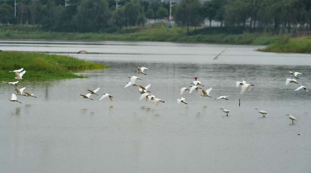 云东海国家湿地公园内物种丰富。 云东海国家湿地公园内物种丰富。