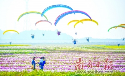 动力滑翔伞在“千亩花田”上方滑翔。 南方日报记者 曾亮超 摄 动力滑翔伞在“千亩花田”上方滑翔。 南方日报记者 曾亮超 摄