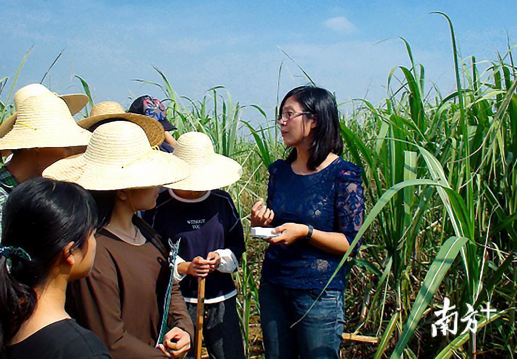 广东农工商职业技术学院和湛江农垦集团公司共建的甘蔗高新科技示范园内，李秀平博士正在对学生进行实训教学。受访者供图
