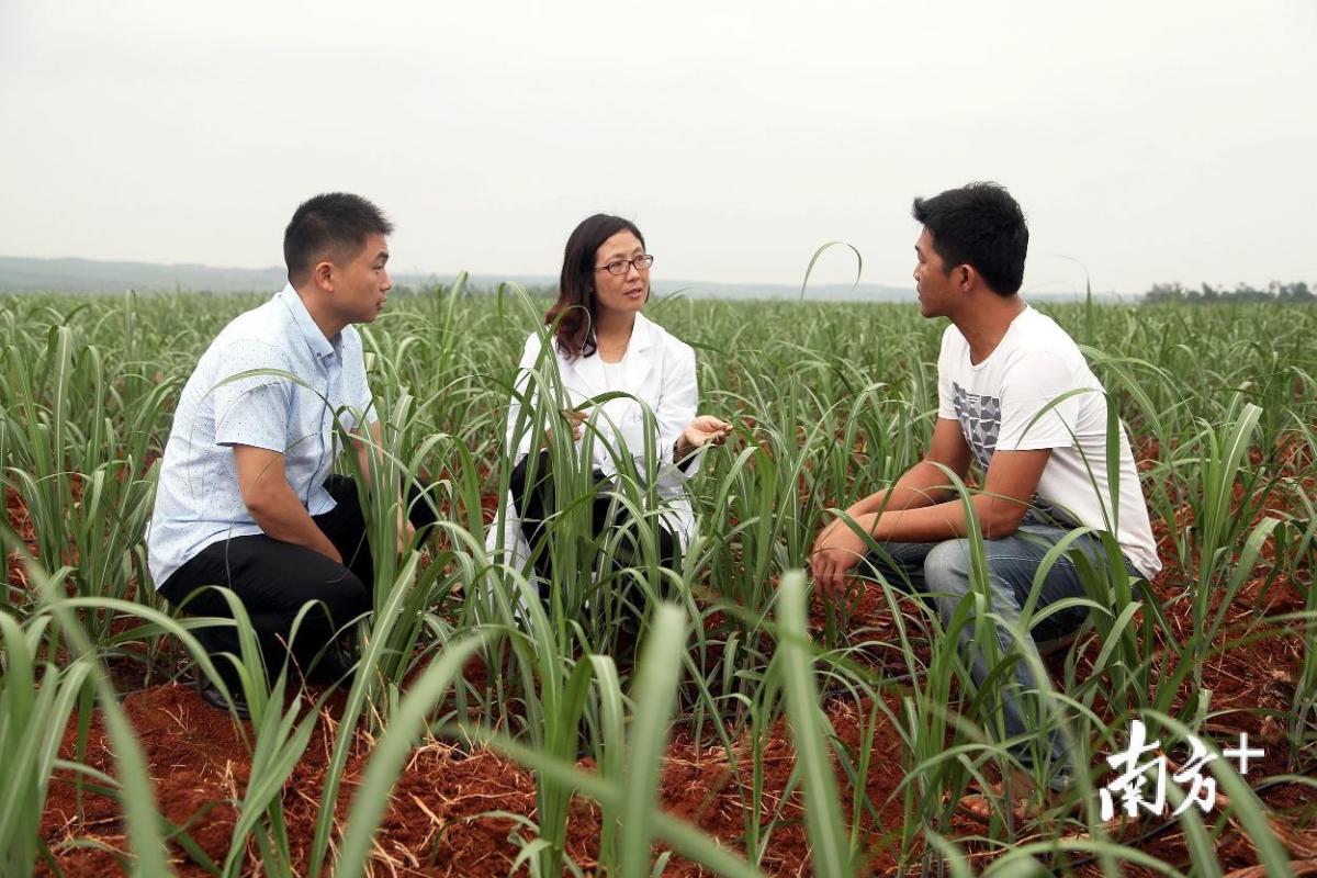 广东农工商职业技术学院和湛江农垦集团公司共建的甘蔗高新科技示范园内，李秀平博士正在指导甘蔗种植。受访者供图
