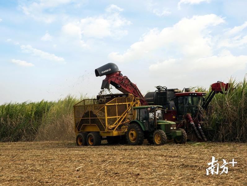 广东农工商职业技术学院和湛江农垦集团公司共建的甘蔗高新科技示范园内，已经实现全程机械化生产。受访者供图