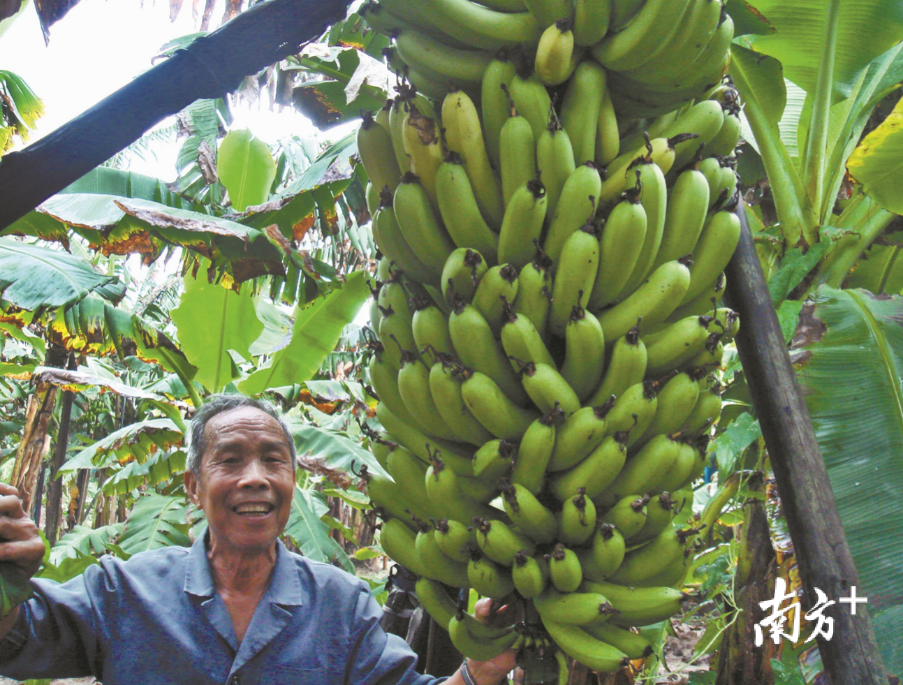 皇帝蕉 香蕉摄影图__水果_生物世界_摄影图库_昵图网nipic.com