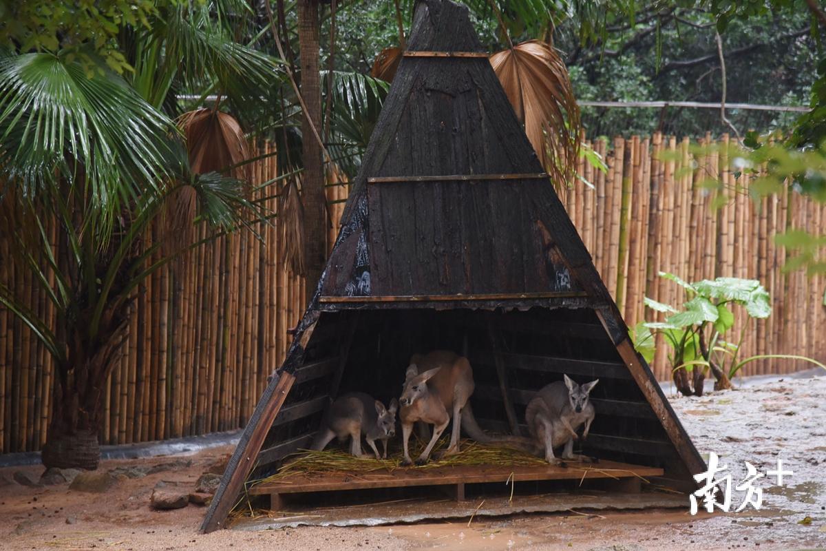 据深圳野生动物园工作人员介绍,袋鼠园里的袋鼠,由于它们平时喜欢在