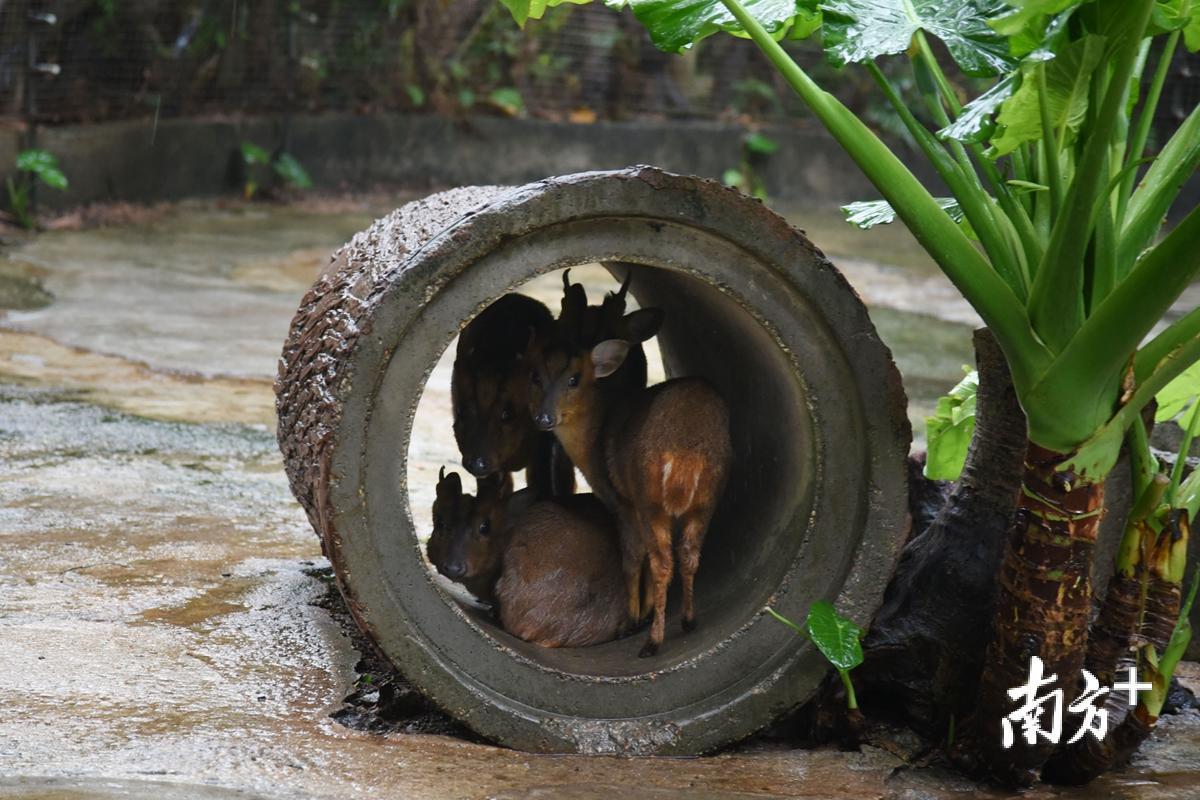 降溫下雨,小動物們都躲到這兒了