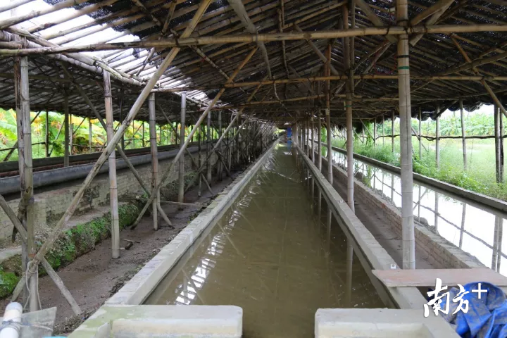 兴叔的育苗基地