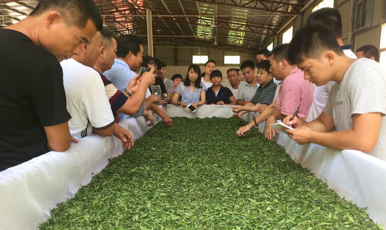  省农科院河源分院邀请相关专家在河源举办河源市茶产业发展专题培训班。省农科院供图