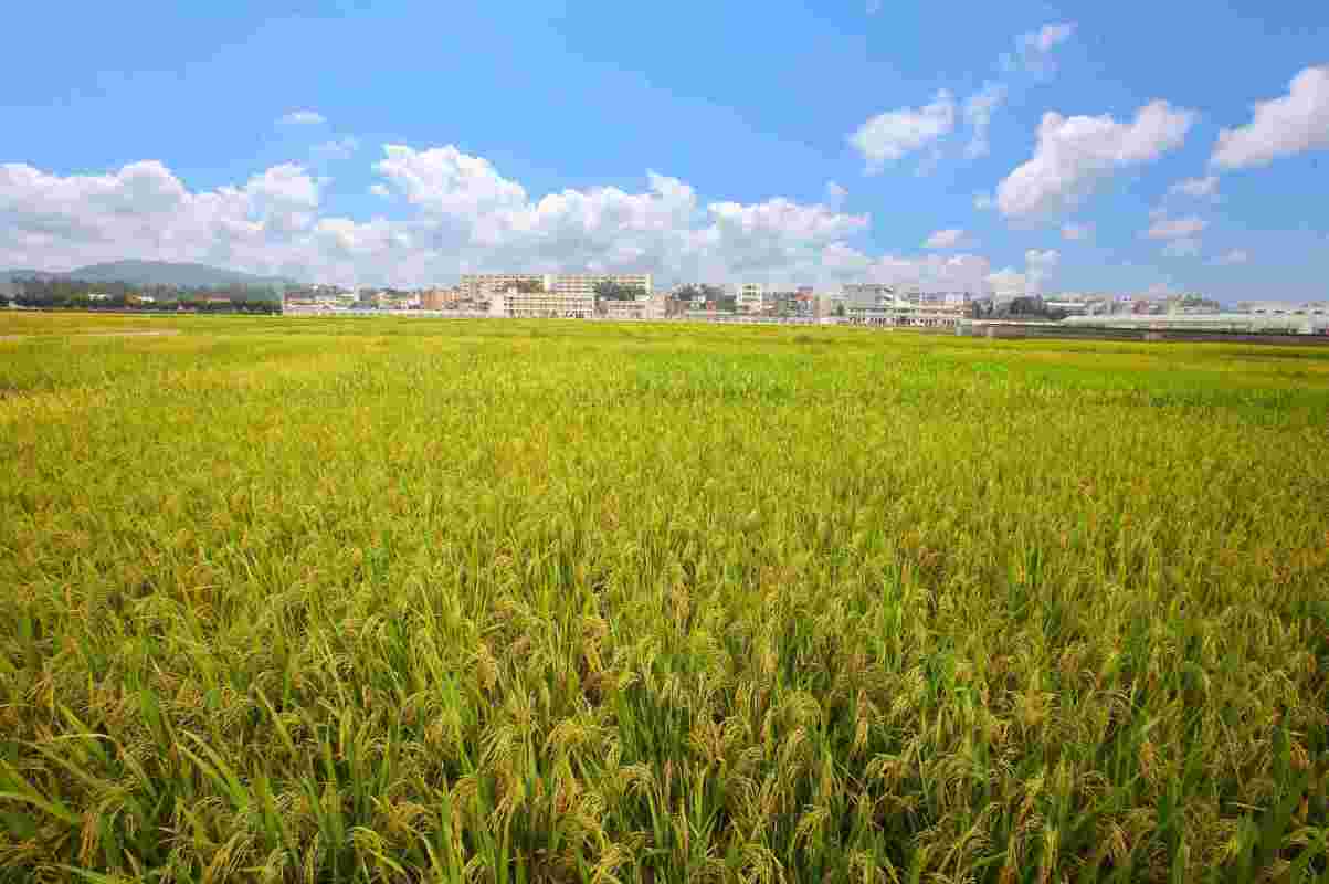  省农科院水稻所育成的优质稻的种植基地。省农科院供图