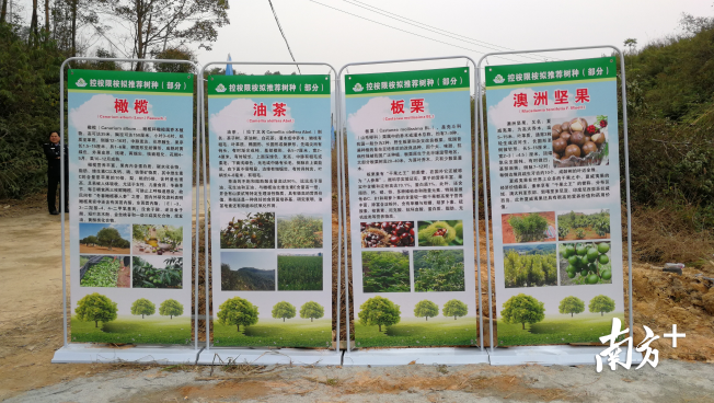 高明倡导林业经营者参与种植油茶、橄榄、板栗等同具生态和经济效益的树种。 高明倡导林业经营者参与种植油茶、橄榄、板栗等同具生态和经济效益的树种。