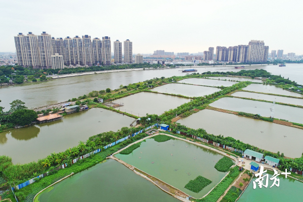 顺德大汕岛。南方+记者 戴嘉信 摄