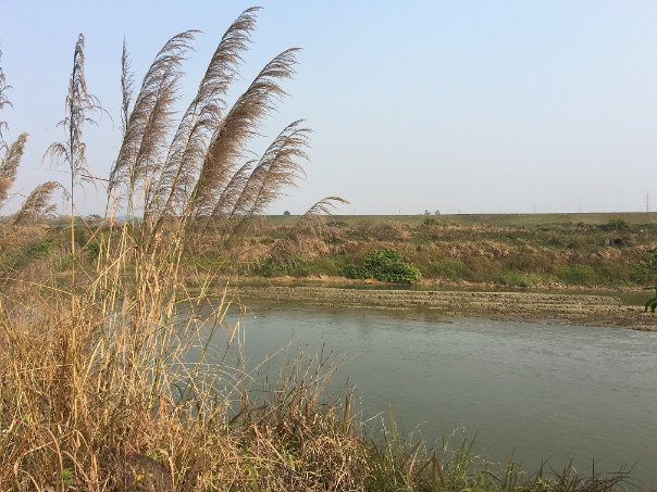 高明太平圩。资料图片