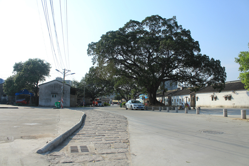 在詹厝村，一小段旧村道被特意保留下来，与新的水泥路形成鲜明的对比。