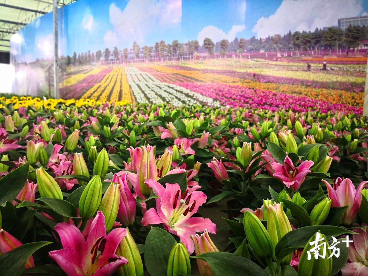 进入主场馆,迎面而来是一幅巨型的植物墙,由600多朵多色的百合花组成