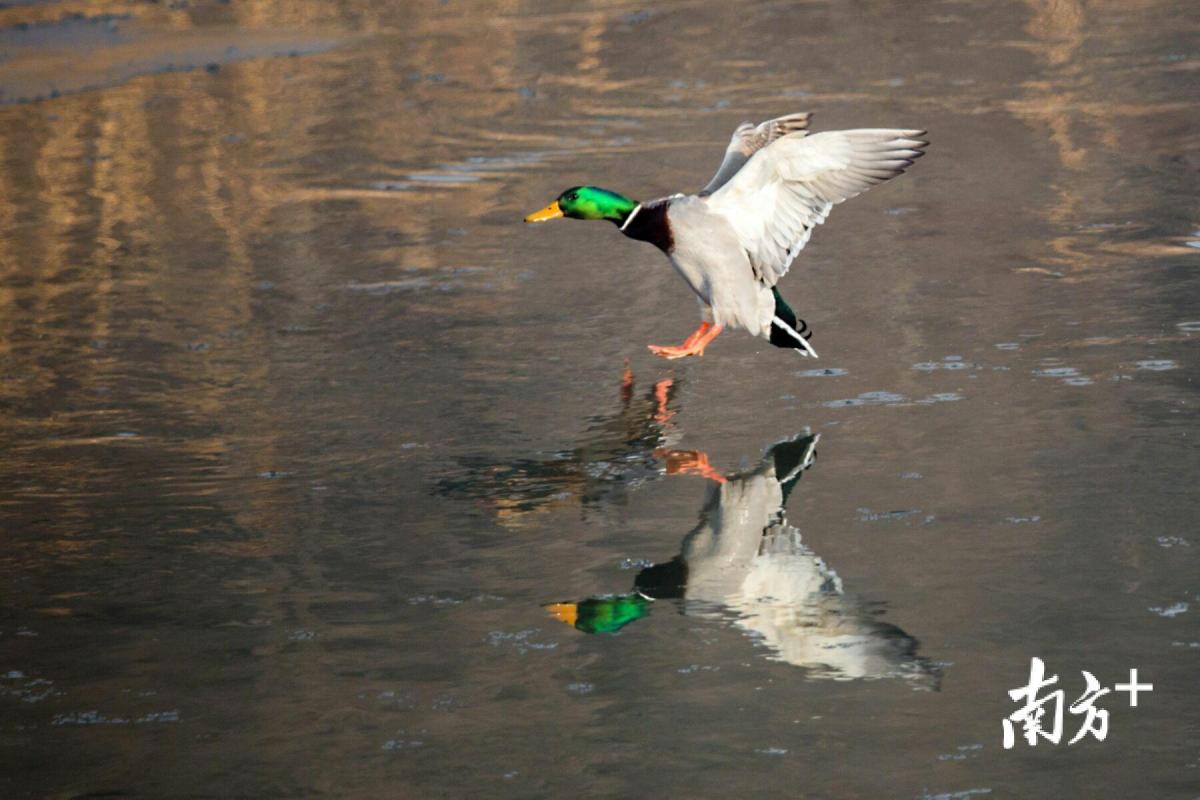 2018年初，生态条件改善后黄陵县沮河下游飞来的候鸟