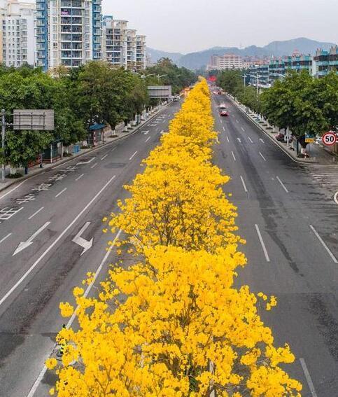 东城这条路黄花风玲木花开,太美了!