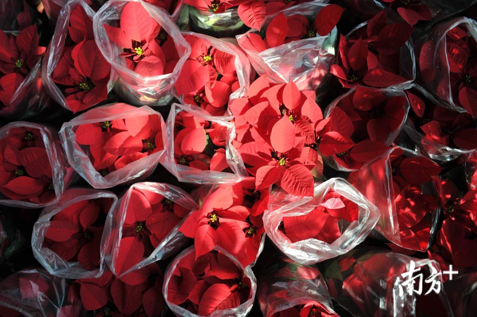 陈村花市上的“一品红”，戴嘉信/摄