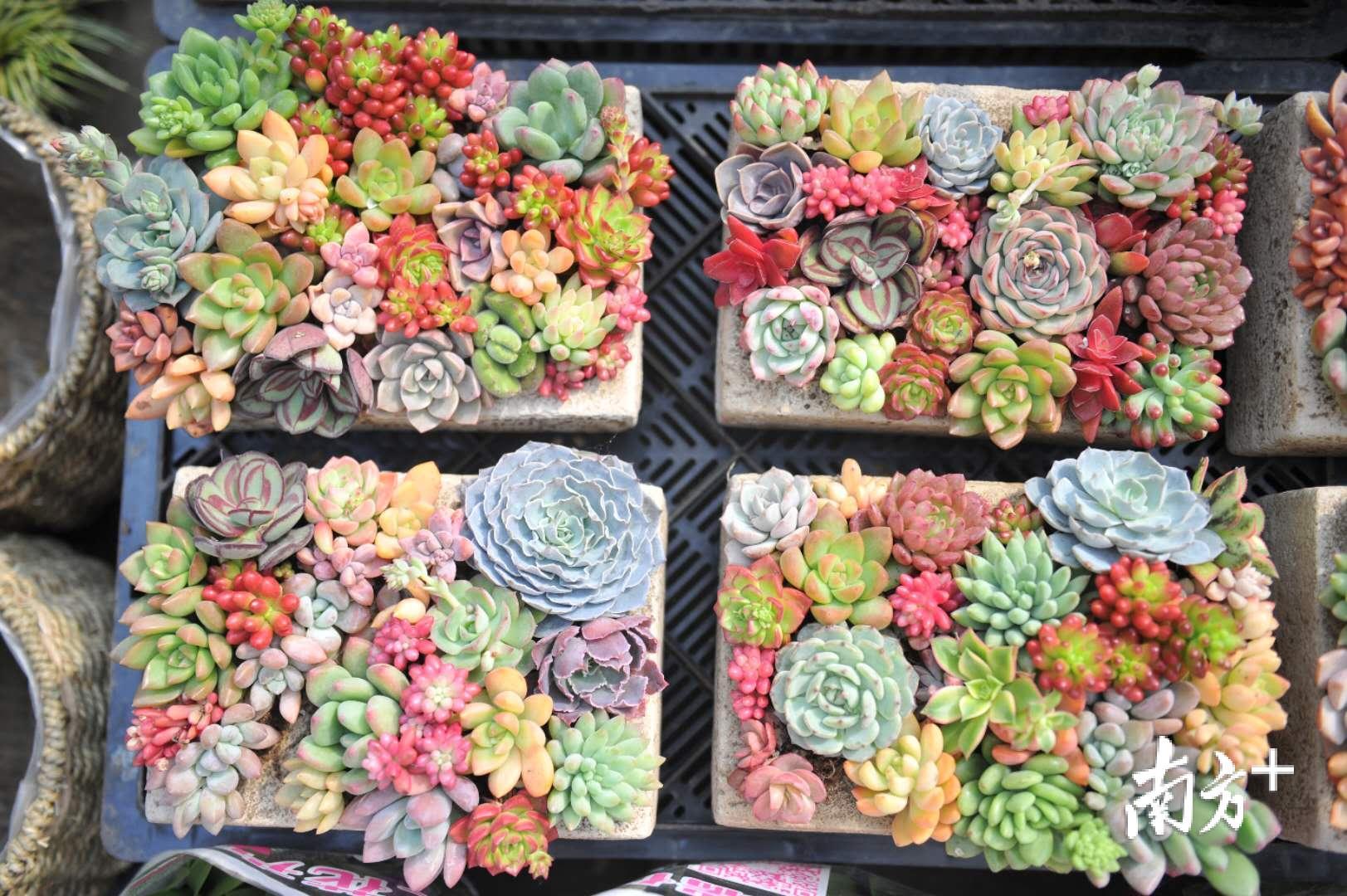 近年来颇受年轻人欢迎的“多肉”植物。戴嘉信 摄