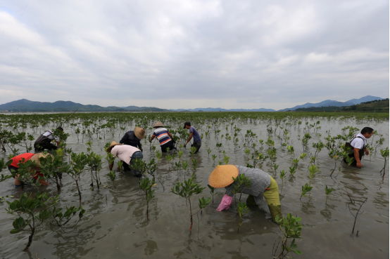 惠州考洋洲群众在种植红树林