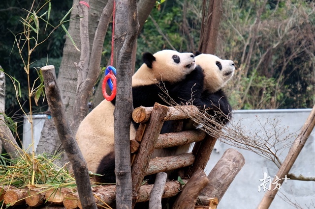 大熊猫“星一”和“雅一”，曾经在2016年1月时，已首次在广州展出，因为大熊猫馆升级改造，两只国宝暂时回到成都老家生活。现在新馆落成，它们这两位“原住民”先来尝尝新居所。 