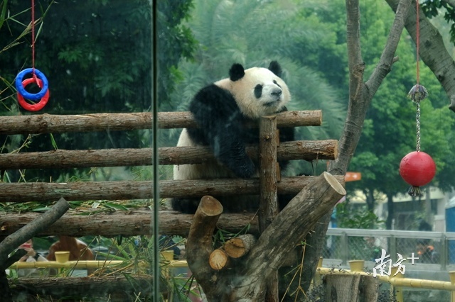 广州动物园里的两只大熊猫——星一和雅一回迁“新居”啦！2月10日，经过升级改造的广州动物园中国风大熊猫馆正式向游客开放。【记者】宾红霞【摄影】符超军 