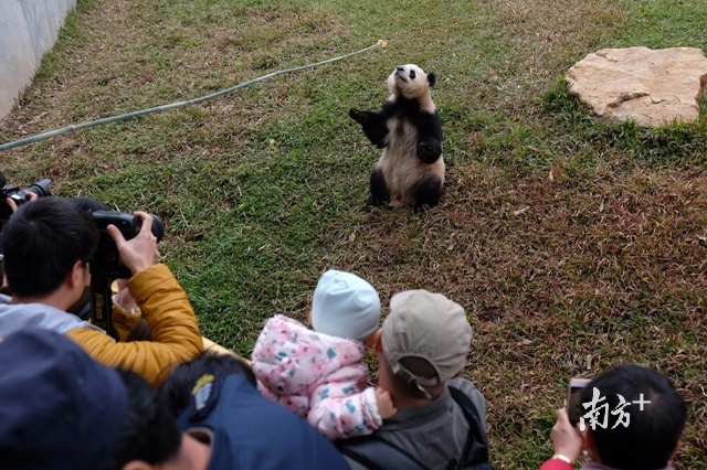 这几天广州天气稍冷，但对熊猫来说，却是个很舒服的温度。 