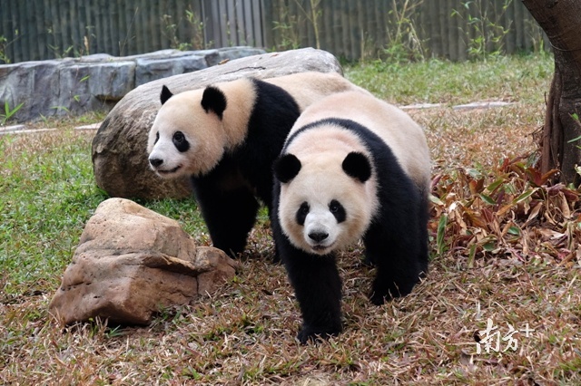 据成都大熊猫繁育基地工作人员介绍，两熊猫均生于2013年8月，现在四岁半，仍属于亚成年阶段。两熊猫是表兄妹关系，它们的母亲是一对双胞胎。