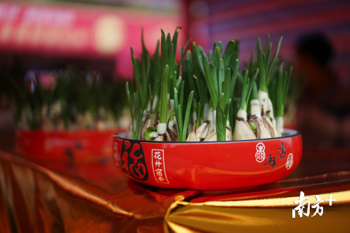 郭少静 水仙花艺