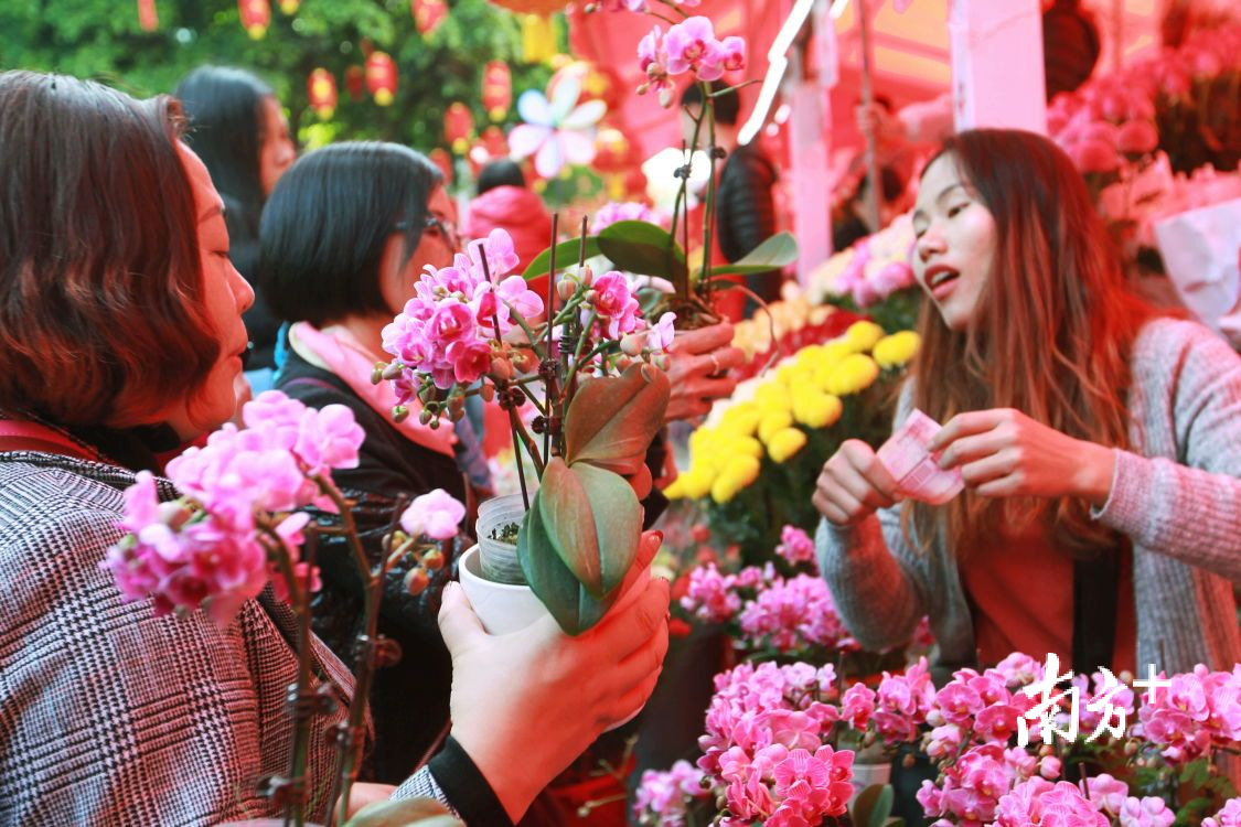 "行花街"最不能错过!广州西湖花市开市啦
