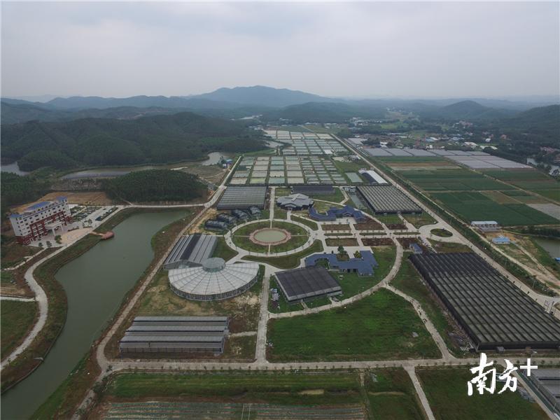 江门市现代农业综合示范基地航拍图。 示范基地供图
