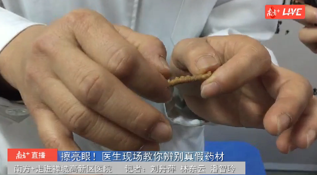 医生展示的正品虫草,背面有明显的环状纹路。 医生展示的正品虫草,背面有明显的环状纹路。