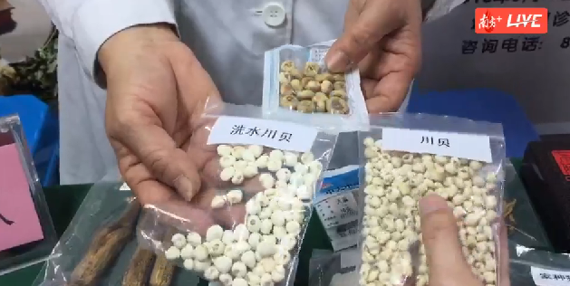 图中间一包为平贝,看出来外形上与川贝差异很大。 图中间一包为平贝,看出来外形上与川贝差异很大。