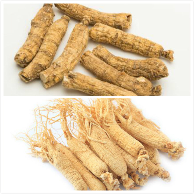 上下图分别为西洋参和生晒参。 上下图分别为西洋参和生晒参。
