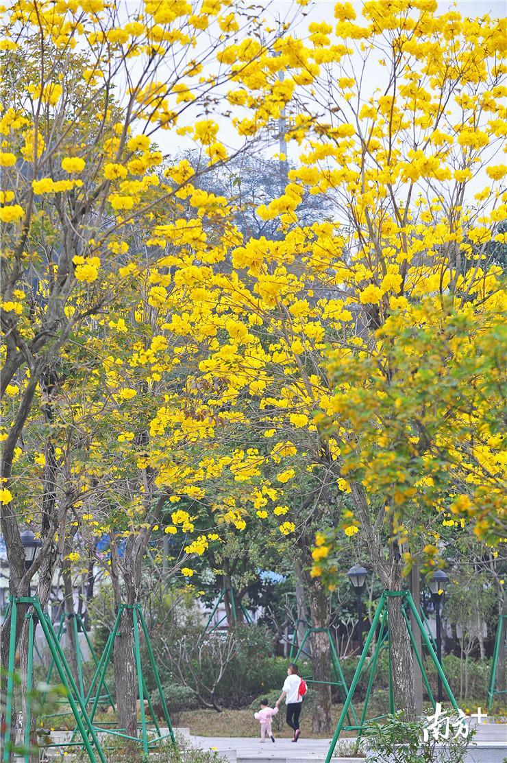 一对母女徜徉在黄花风铃木下。