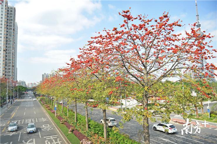 佛山的木棉花都开好了。