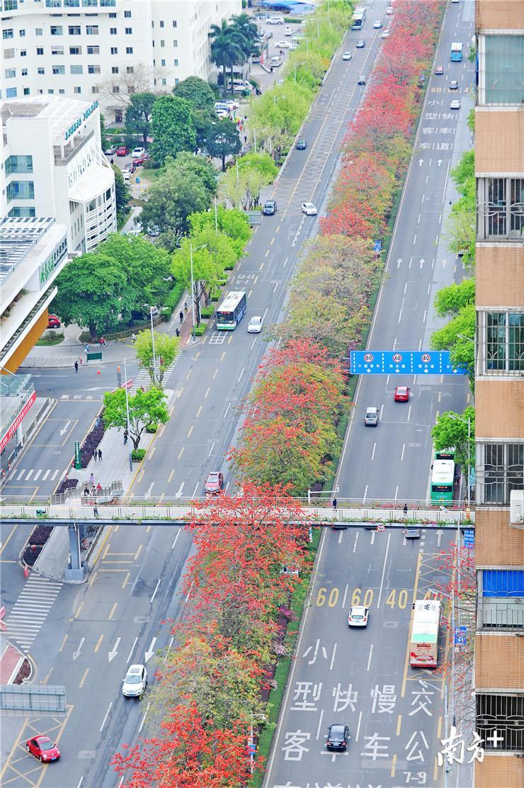岭南大道上的木棉株株盛放，犹如一条彩带。