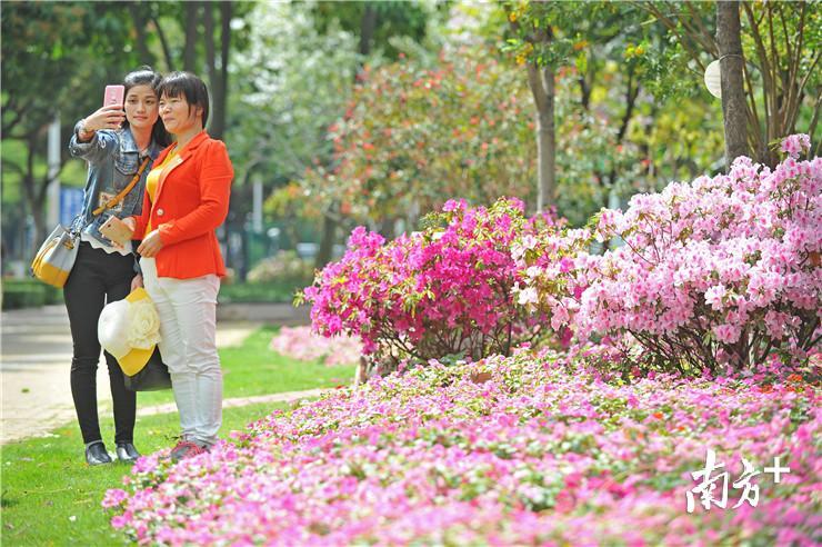 市民在同园里与鲜花“自拍”。