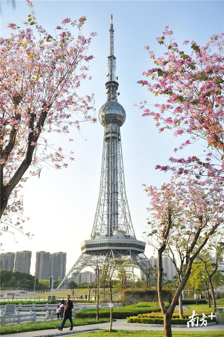 文华公园，紫荆花开得格外灿烂。