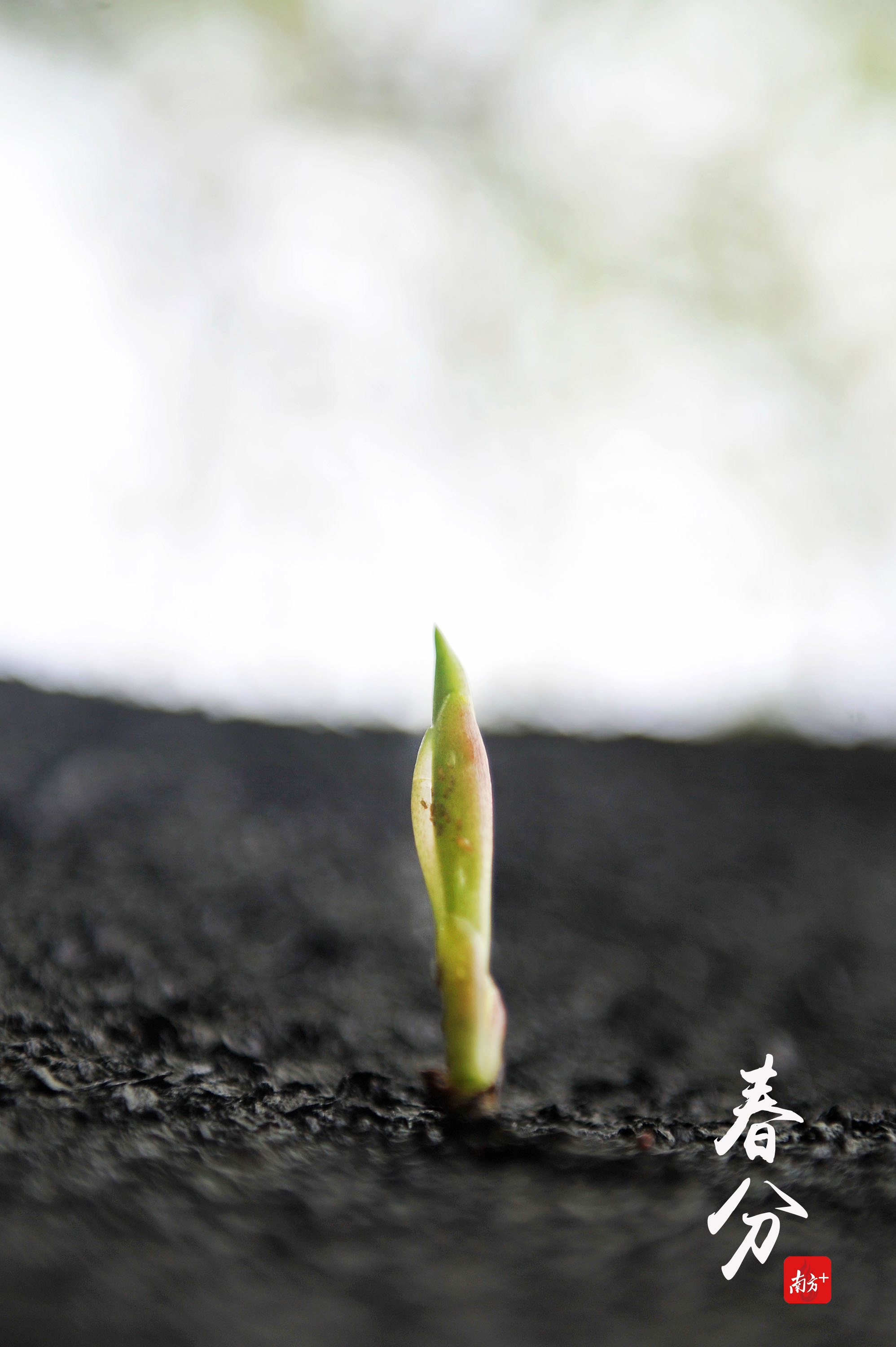 春天万物生长,旺盛的生命力让人感动.