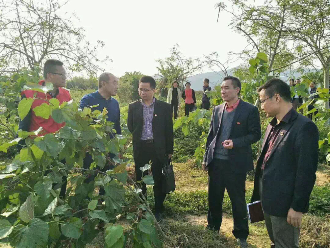 广东省农科院党员一行参观指导农业发展。大塘镇供图 