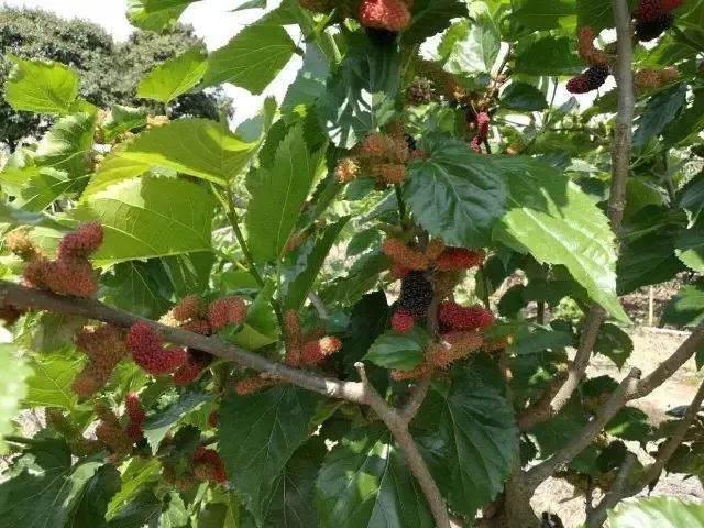 水果,其中桑葚種植10多畝,目前進入了桑葚,草莓的採摘季節,園內大量