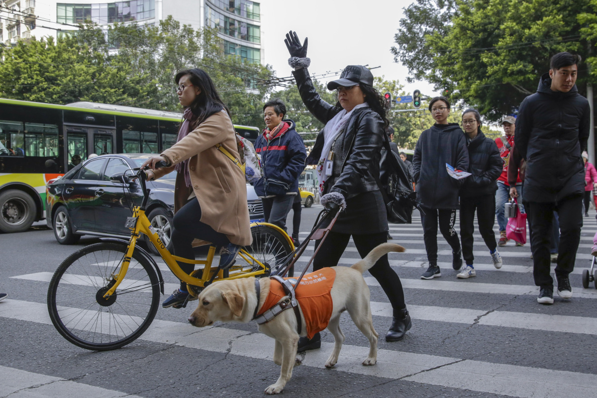 成为你的眼:广州首只本土导盲犬开始服役!