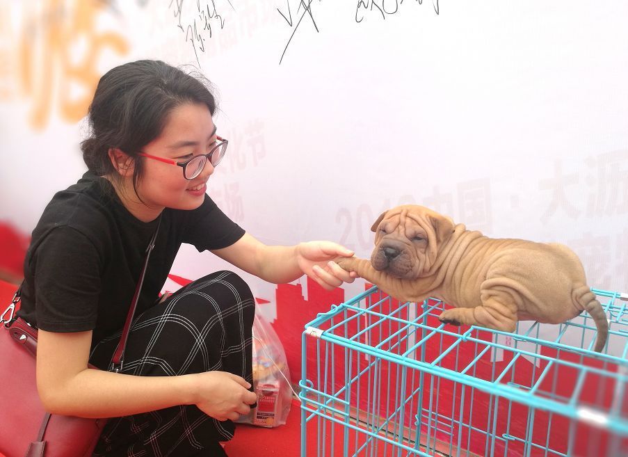 今天(3月28日),2018中国大沥沙皮狗文化节在大沥德裕宠物用品市场