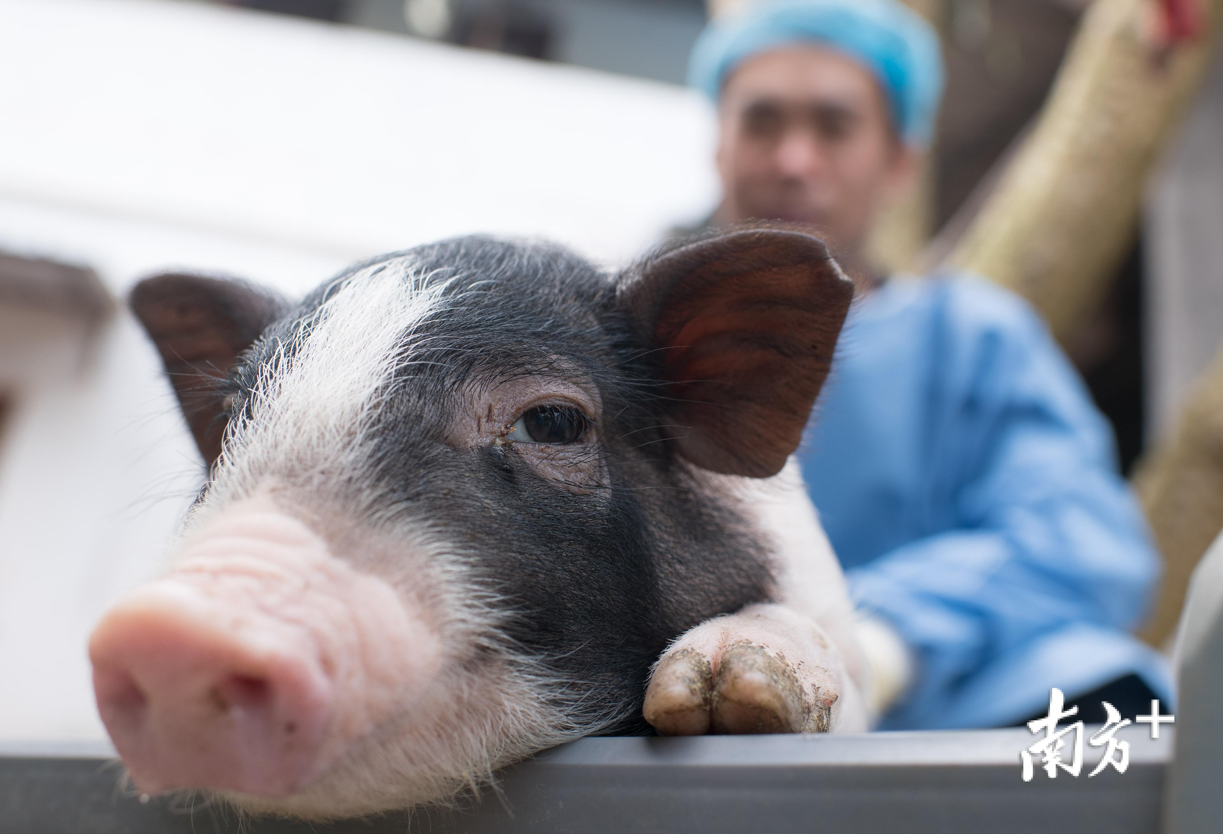 “亨廷顿舞蹈病”基因敲入猪。 “亨廷顿舞蹈病”基因敲入猪。