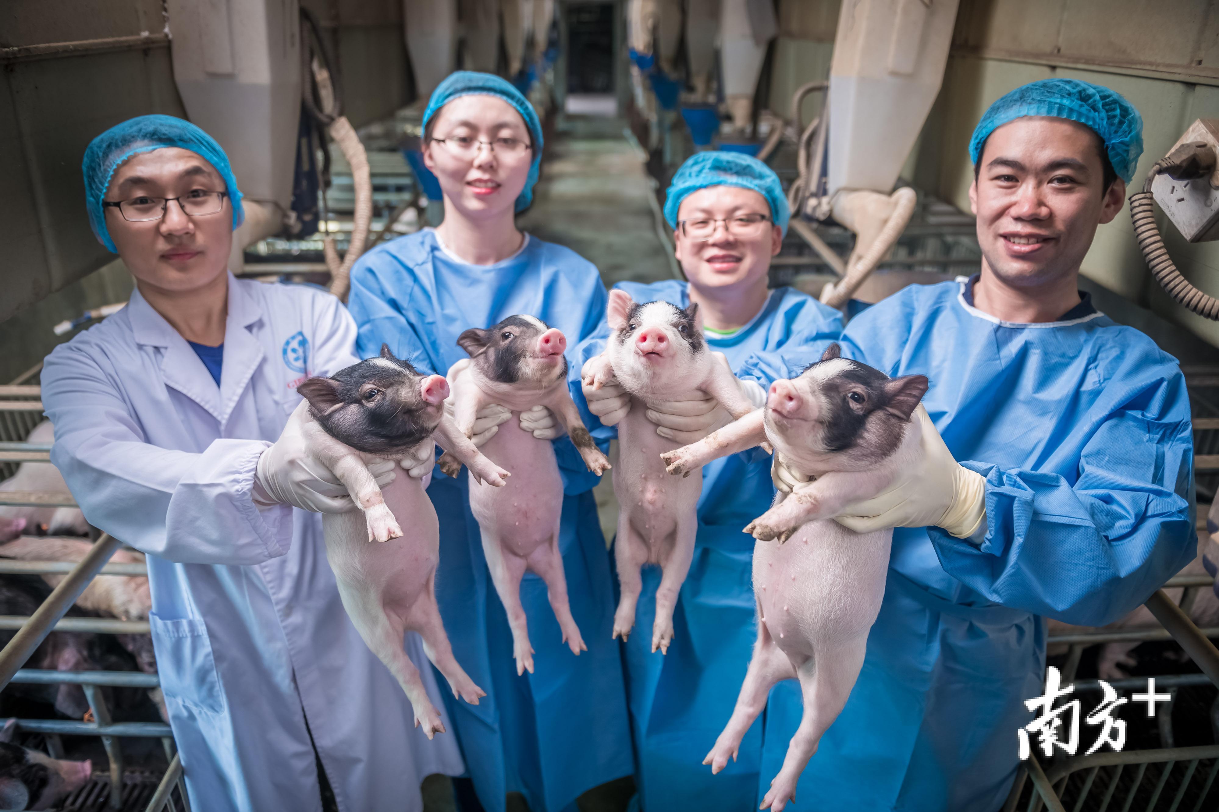 “亨廷顿舞蹈病”基因敲入猪与论文共同第一作者合影。 “亨廷顿舞蹈病”基因敲入猪与论文共同第一作者合影。