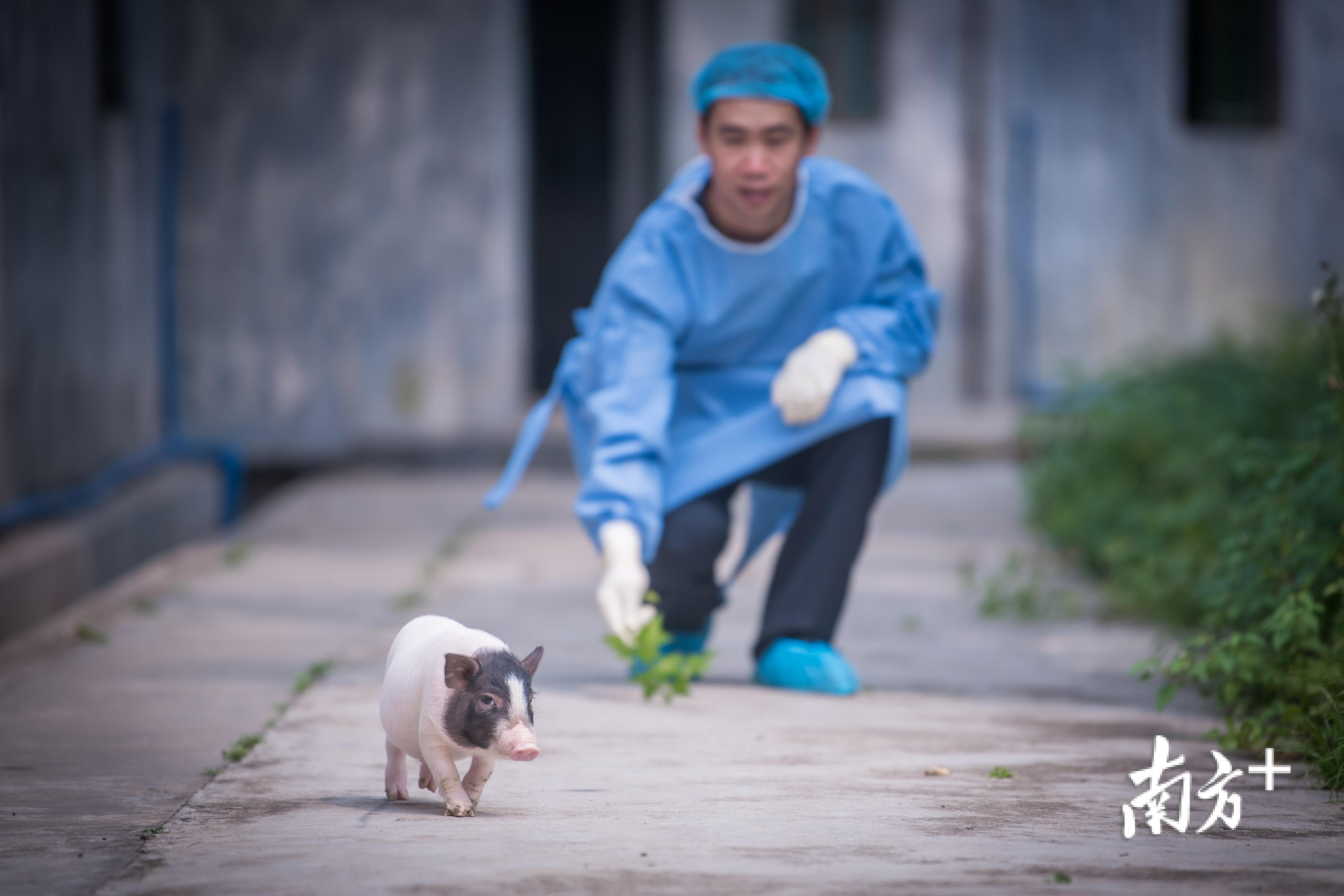 科研人员可利用“亨廷顿舞蹈病”基因敲入猪进行实验。 科研人员可利用“亨廷顿舞蹈病”基因敲入猪进行实验。
