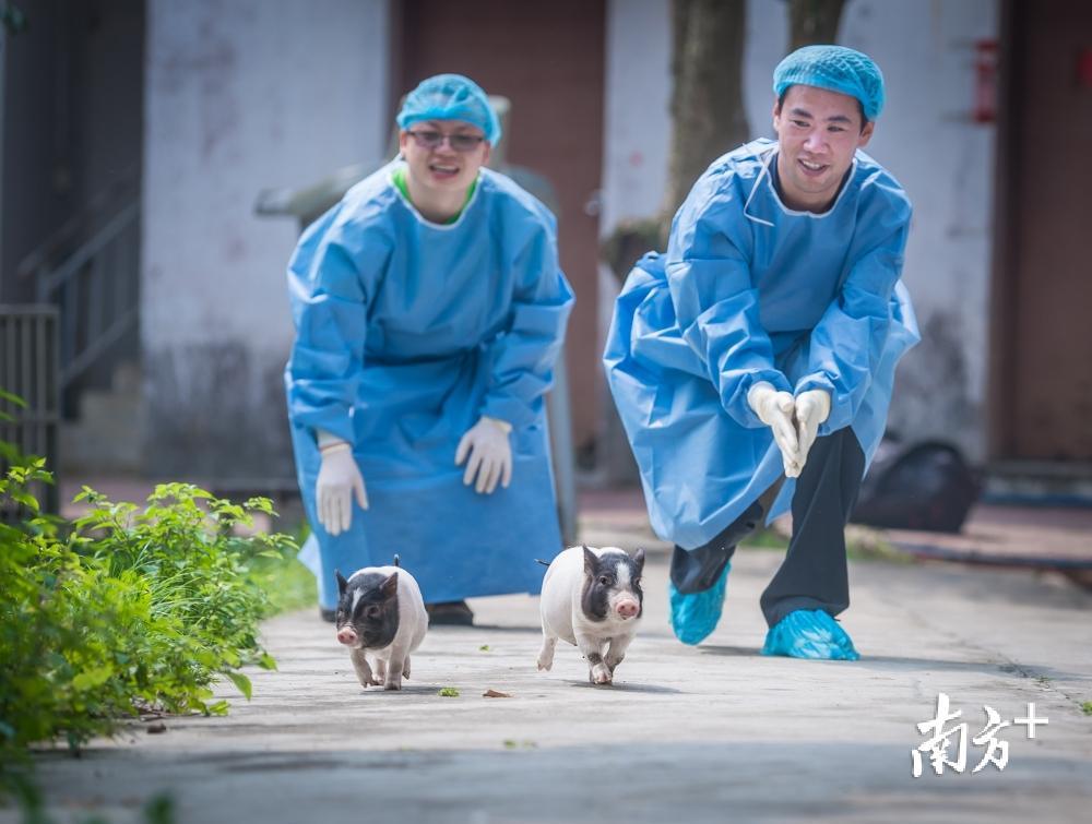 科研人员可利用“亨廷顿舞蹈病”基因敲入猪进行实验。 科研人员可利用“亨廷顿舞蹈病”基因敲入猪进行实验。