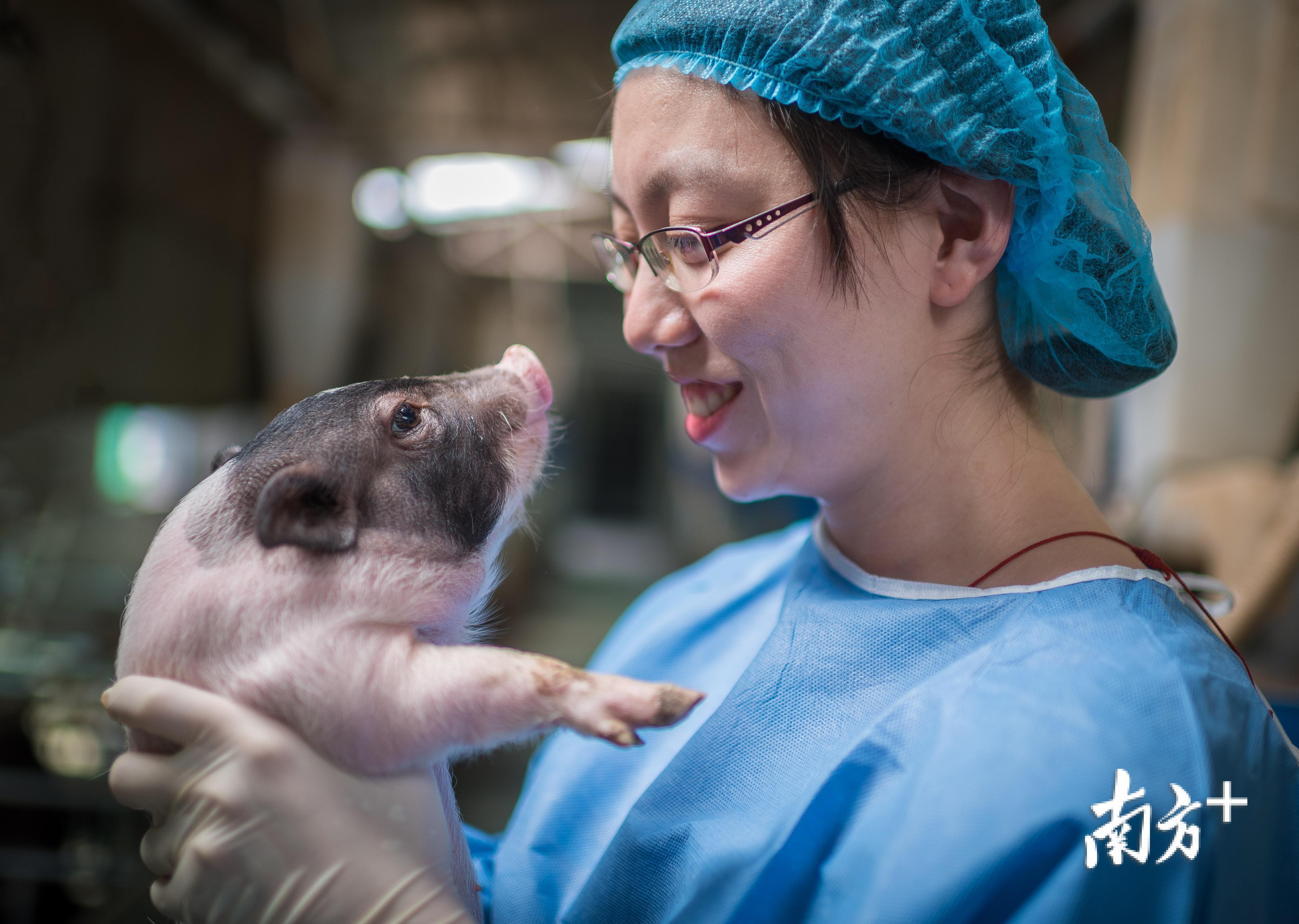 团队科研人员闫森与“亨廷顿舞蹈病”基因敲入猪合影。 团队科研人员闫森与“亨廷顿舞蹈病”基因敲入猪合影。