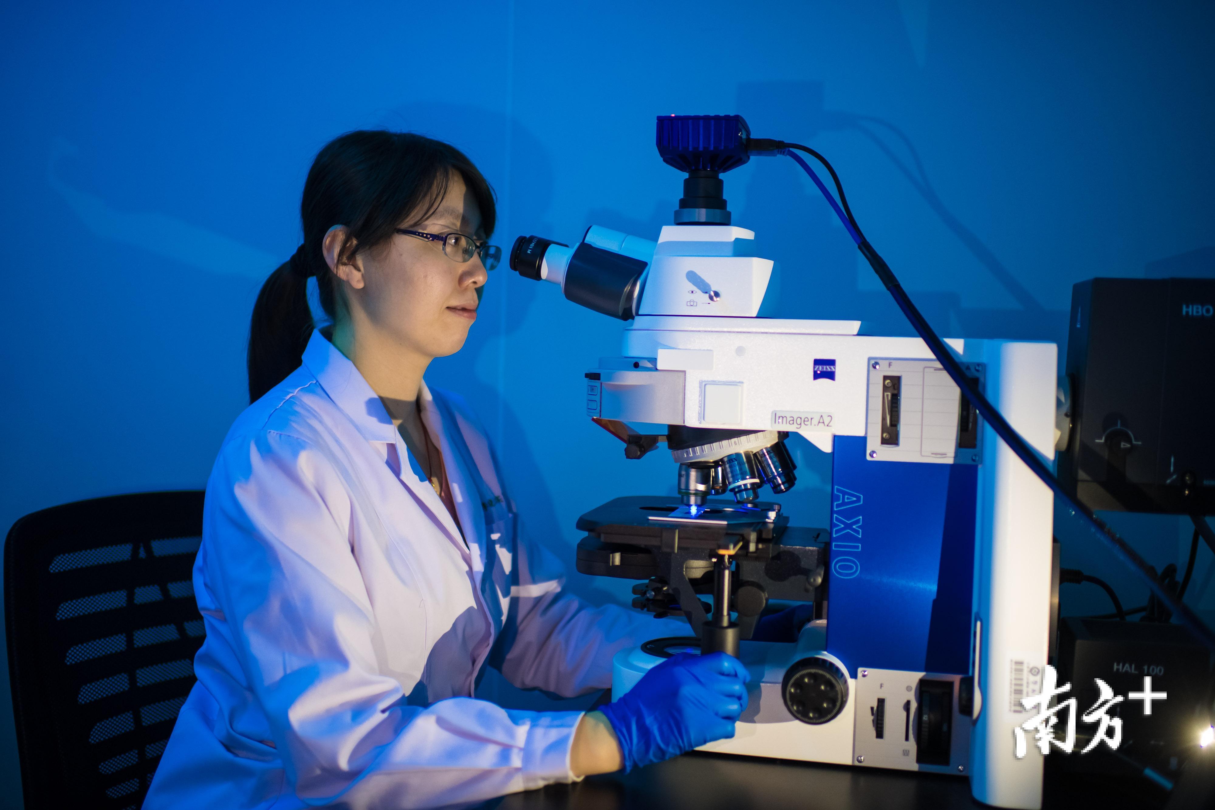 团队科研人员闫森在进行荧光显微镜病理分析。 团队科研人员闫森在进行荧光显微镜病理分析。